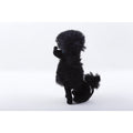 Kamar, Salesman Sample,Poodle, Black, Dog, Sitting, Puppy, Soft, Plush, Stuffed Animal, Toy, Vintage - 166