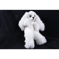 Kamar rare company salesman sample, Cici the white poodle dog 1960s one of a kind ~ 279